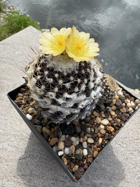 Copiapoa hypogaea